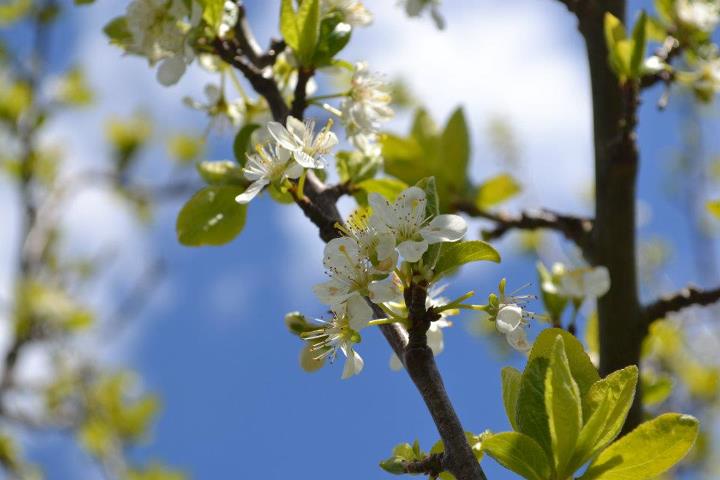 Plum Blossom