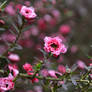 Pink Macro Bush