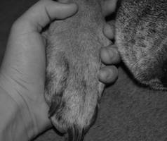 Holding Hands, or Paws?