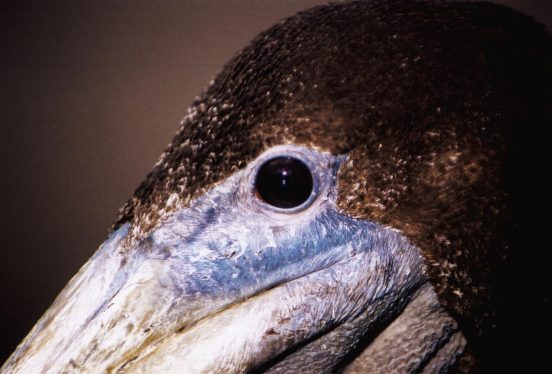 Pelican Profile