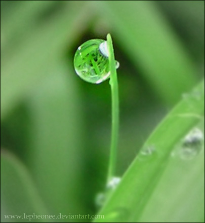 Grass in Glass