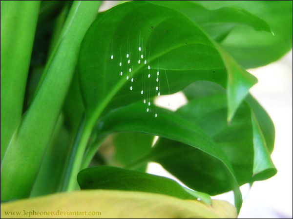 Flowers or little lacewings?