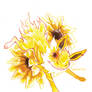 :: helianthus