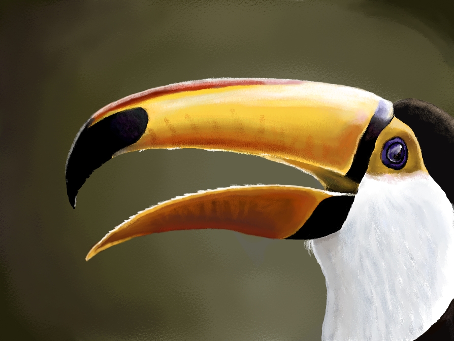 Toucan