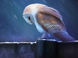 Barn Owl