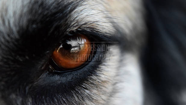 Eye of the Canine