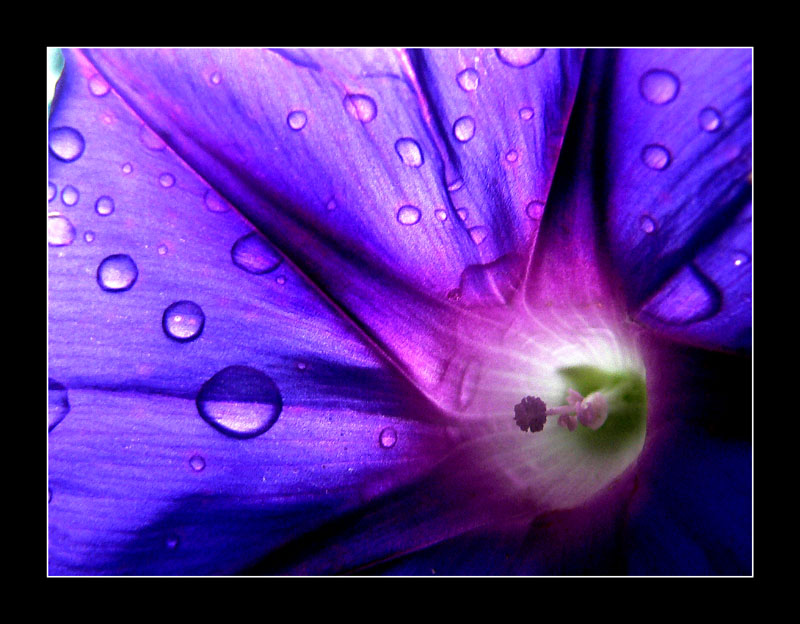 drops on purple