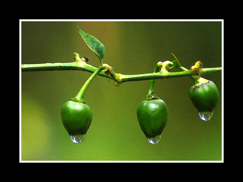 green chillies