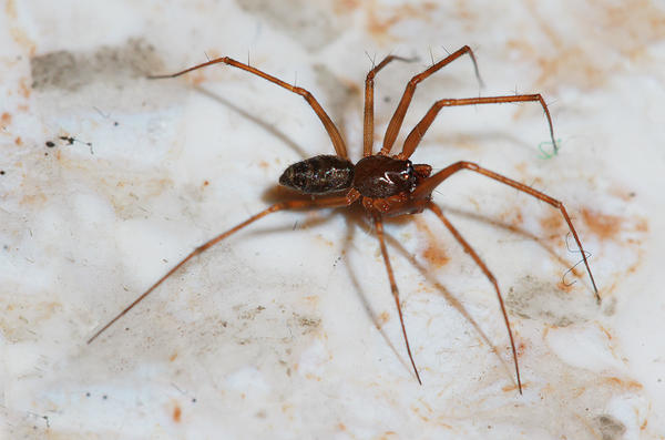 Microsofic Spider Real Microspider by salvat0 on DeviantArt