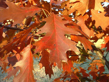 Red Oak - Fall Leaves