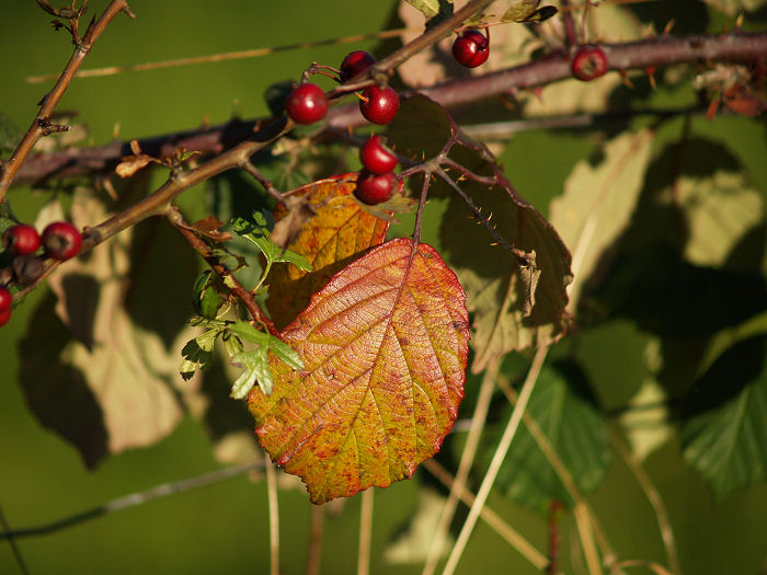 Wild Berries