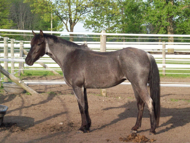 Black Roan Stock 2