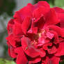 Full Bloom Rose