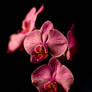 Orchid Print 1