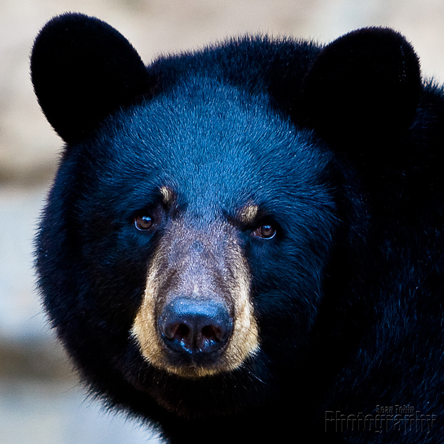 Black Bear Portrait