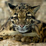 Clouded Leopard 4