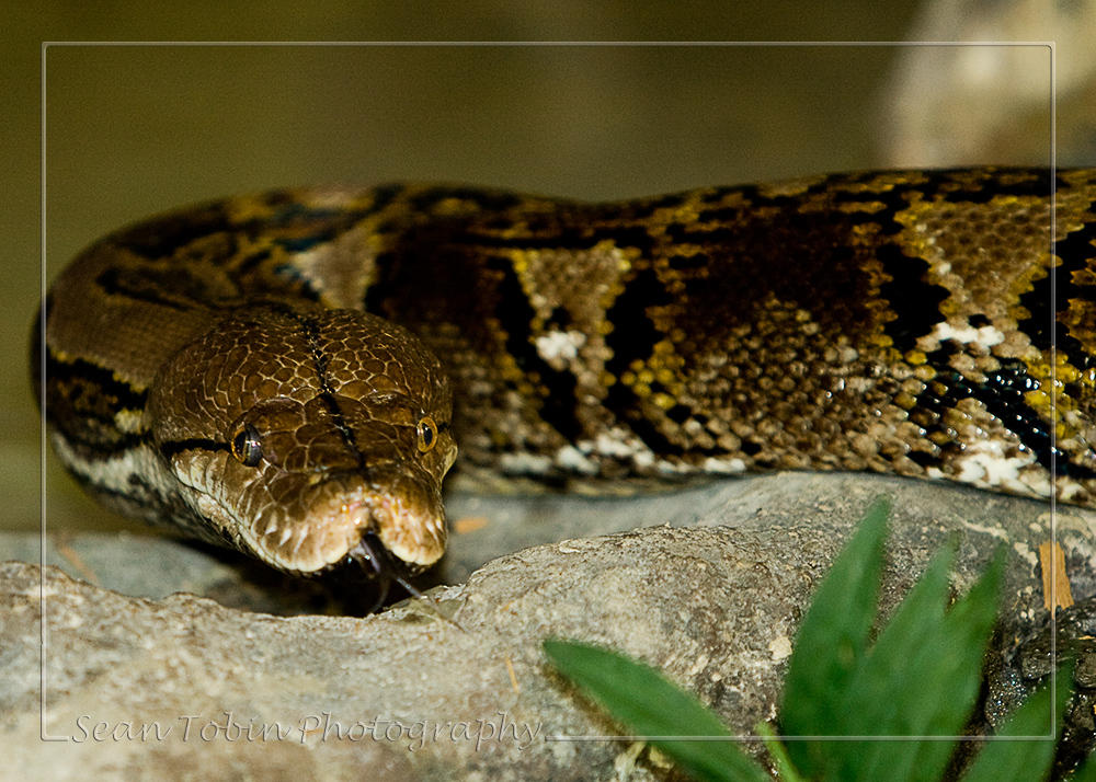 Retic 2 by minininja77 on DeviantArt