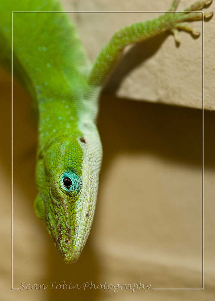 Anole Macro_002