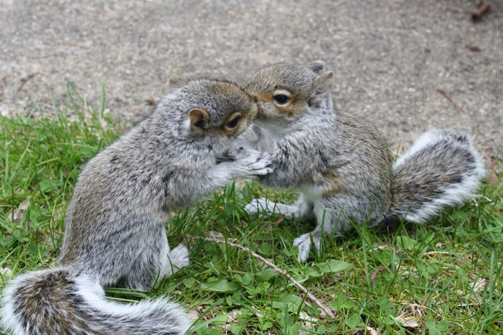 Squirrel Kiss
