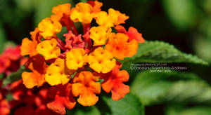 Lantana by DeuSSa03