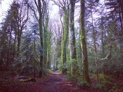 Forest in  March is beautiful