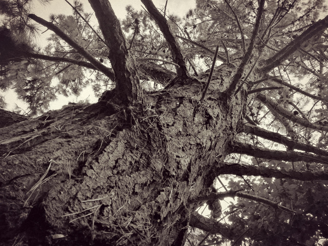 Big strong tree by JustWithNoName on DeviantArt