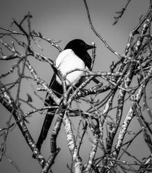 A magpie on a tree