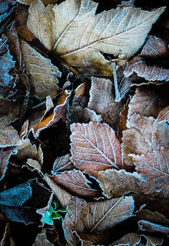 Frozen leaves