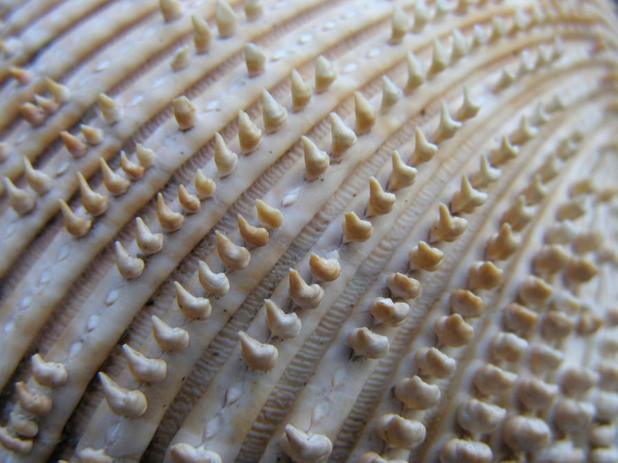 Clam Closeup