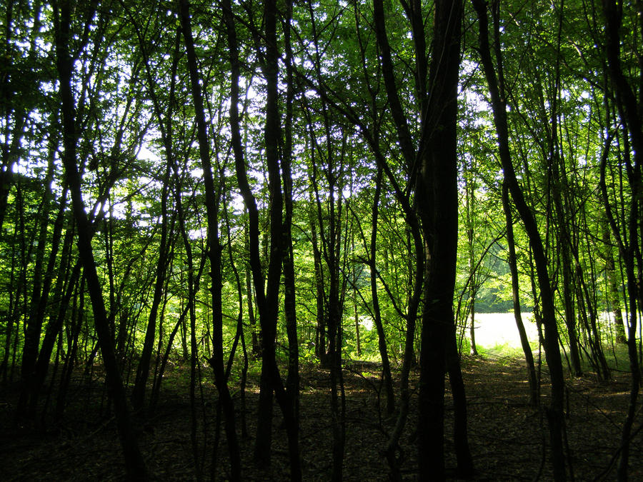 Woods in the Shadow