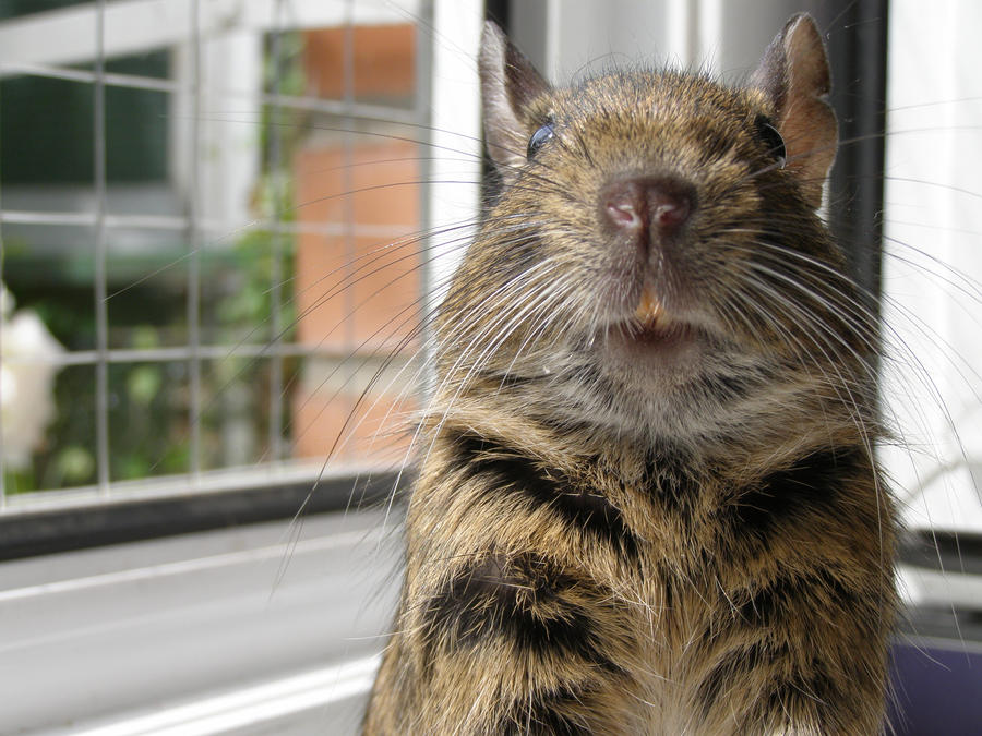 Degu Face