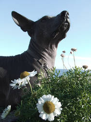 Flowers By The Sea