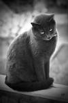 Desmond On The Case by HiawathaPhoto