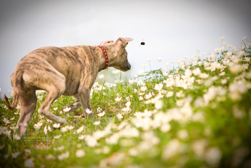 I'm A Hound Dog!