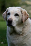 Labrador Retriever II by harhaa