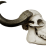 Skull And Horns
