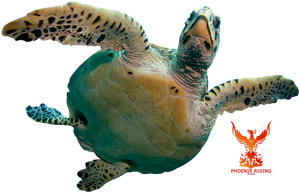 Sea Turtle