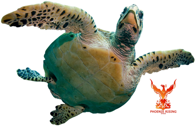 Sea Turtle by PhoenixRisingStock