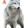 Artic Wolf