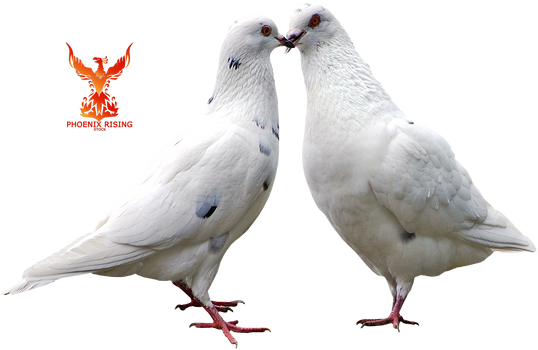 Doves In Love