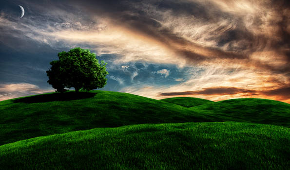 Tree Of Life Stock Background