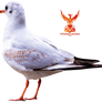 Seagull 5
