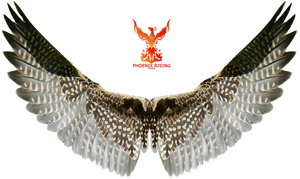 Wings 12
