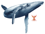 Blue Whale by PhoenixRisingStock