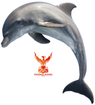 Dolphin 2 by PhoenixRisingStock