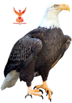 Bald Eagle by PhoenixRisingStock