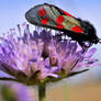 Mysterious butterfly