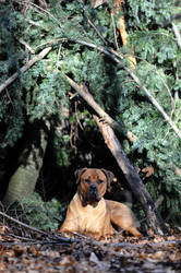 Forrest guardian