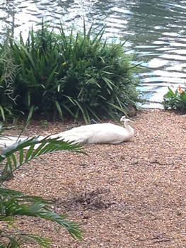 Albino Peacock