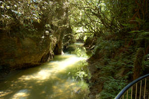 River Through A Forest